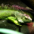 1474840 green iguana