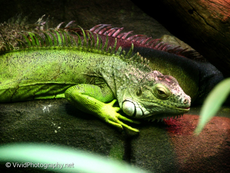 1474840 green iguana